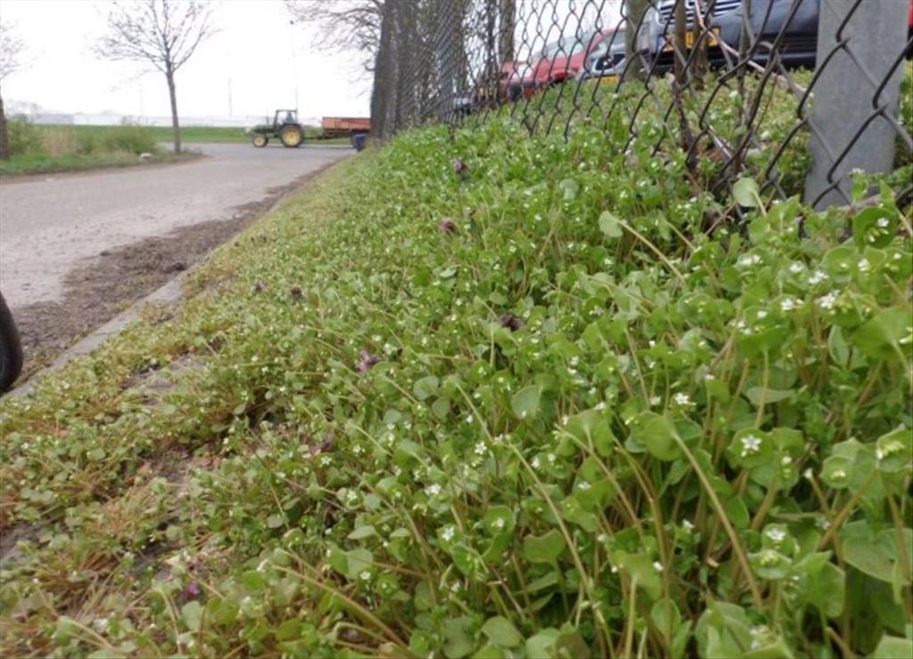 Claytonia perfoliata (door Frank van Gessele)