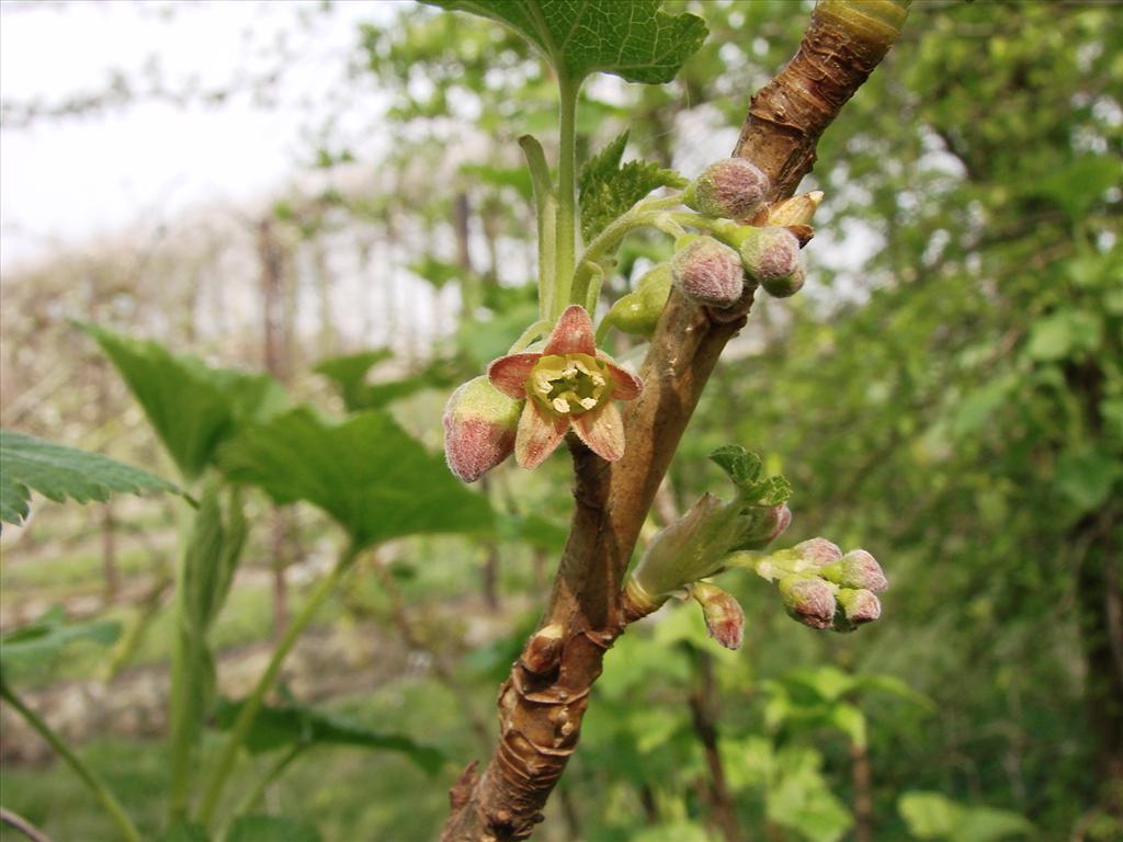 Ribes nigrum (door Harry Raad)