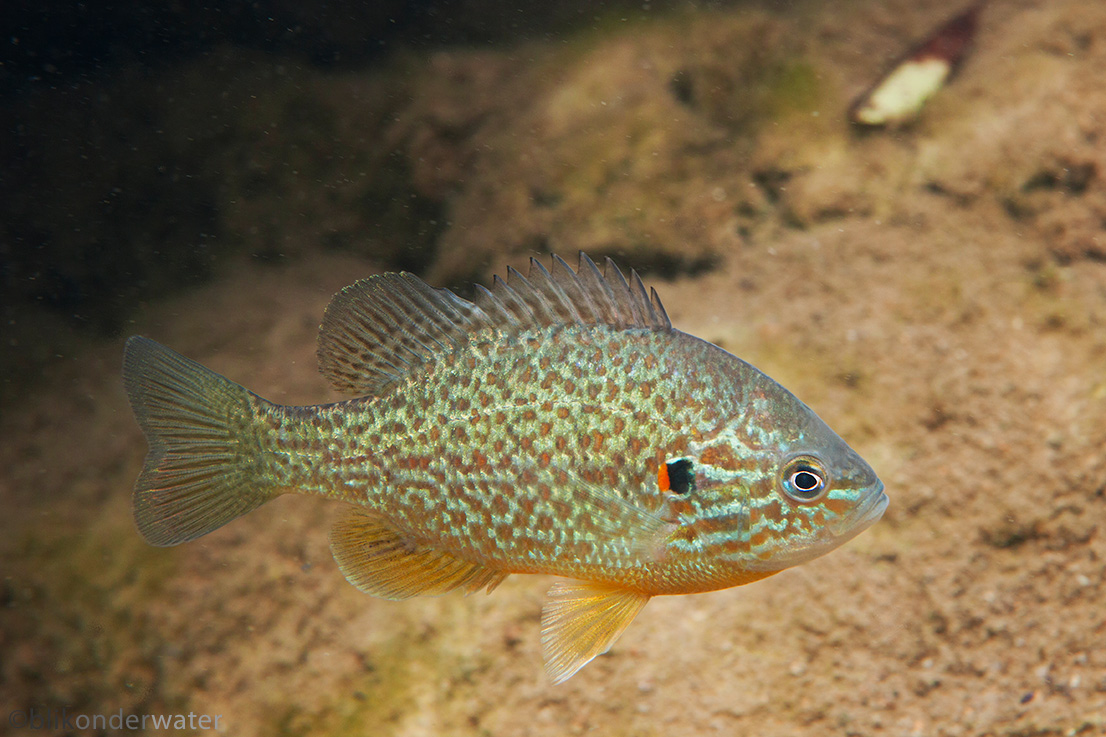 Lepomis gibbosus (door blikonderwater)