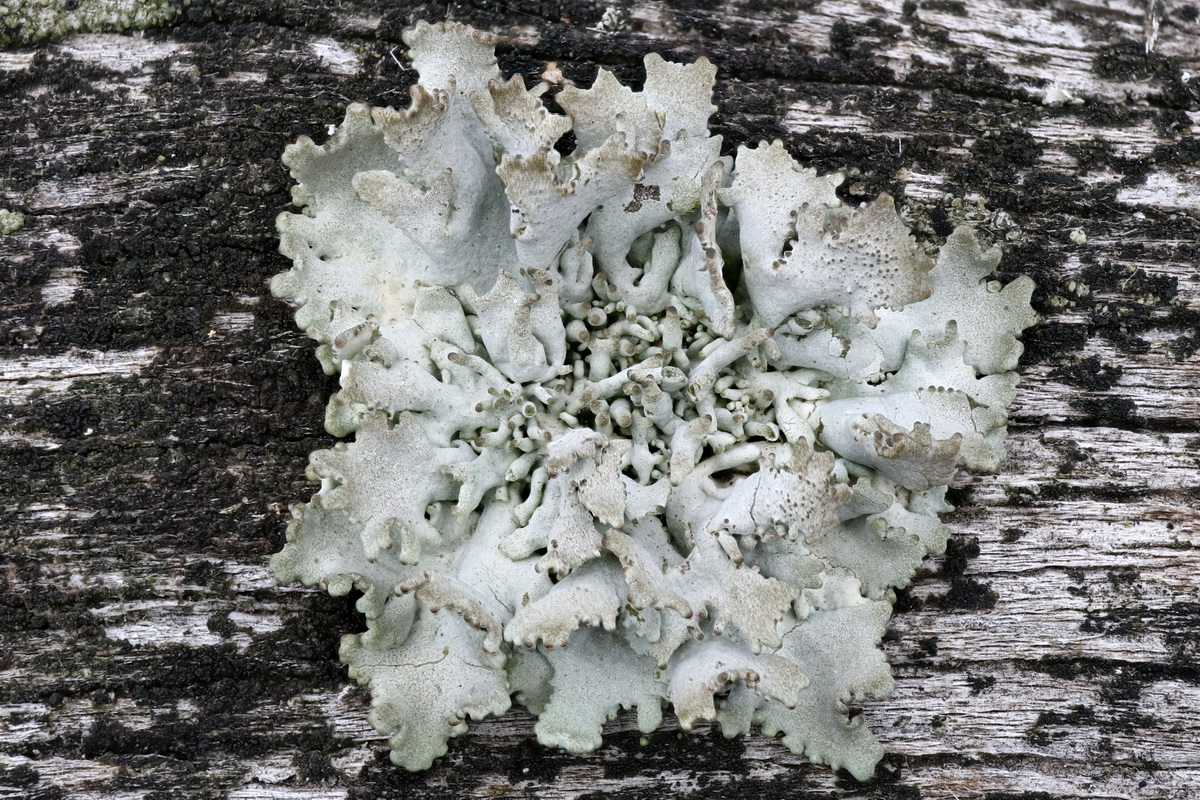 Pseudevernia furfuracea (door Hans Toetenel)