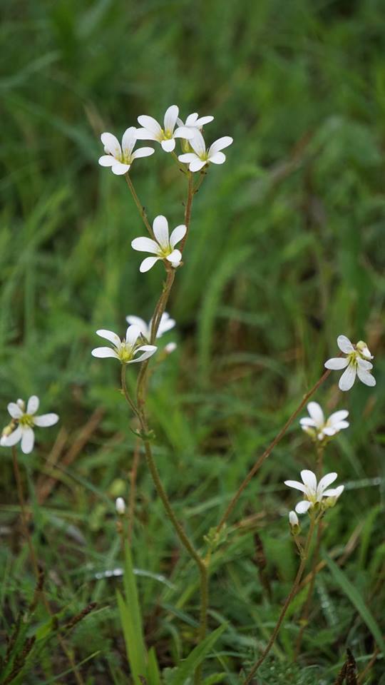 Saxifraga granulata (door Jannie Adema)