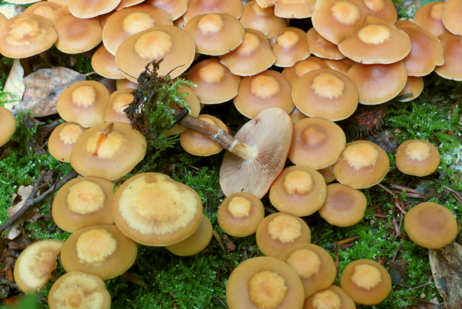 Kuehneromyces mutabilis (door Paul Coene)