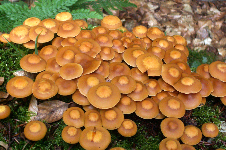 Kuehneromyces mutabilis (door Paul Coene)