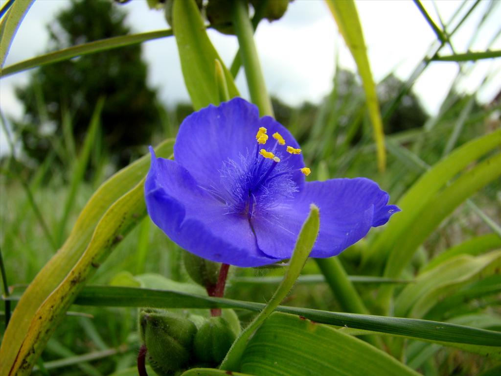 Tradescantia virginiana (door Joop Verburg)