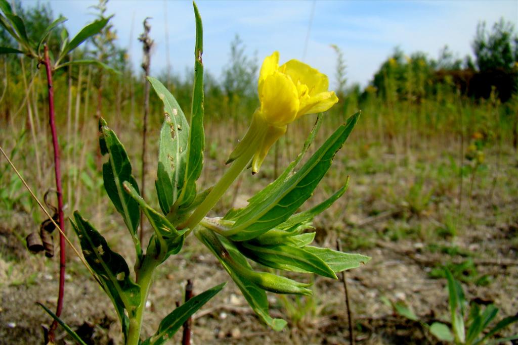 Oenothera oakesiana (door Joop Verburg)