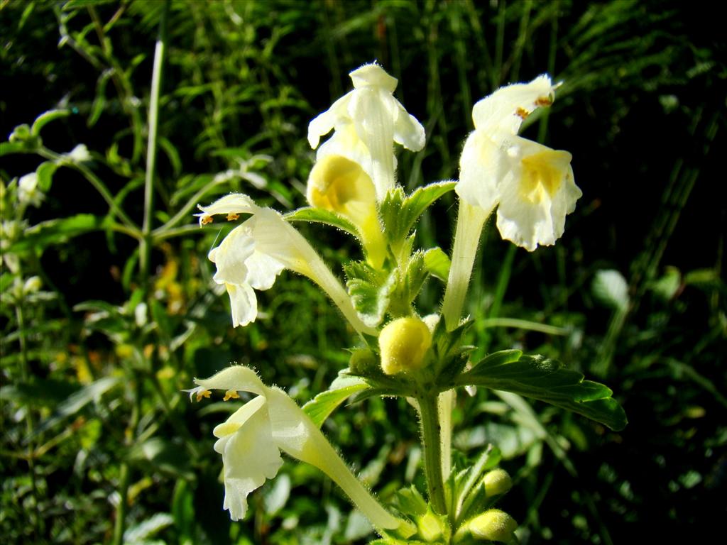 Galeopsis segetum (door Joop Verburg)