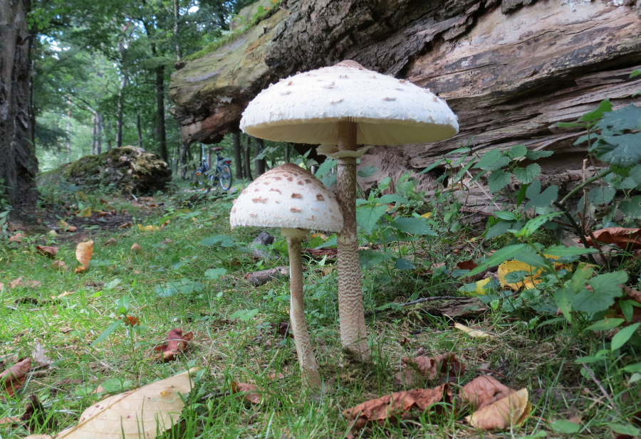 Macrolepiota procera (door Paul Coene)