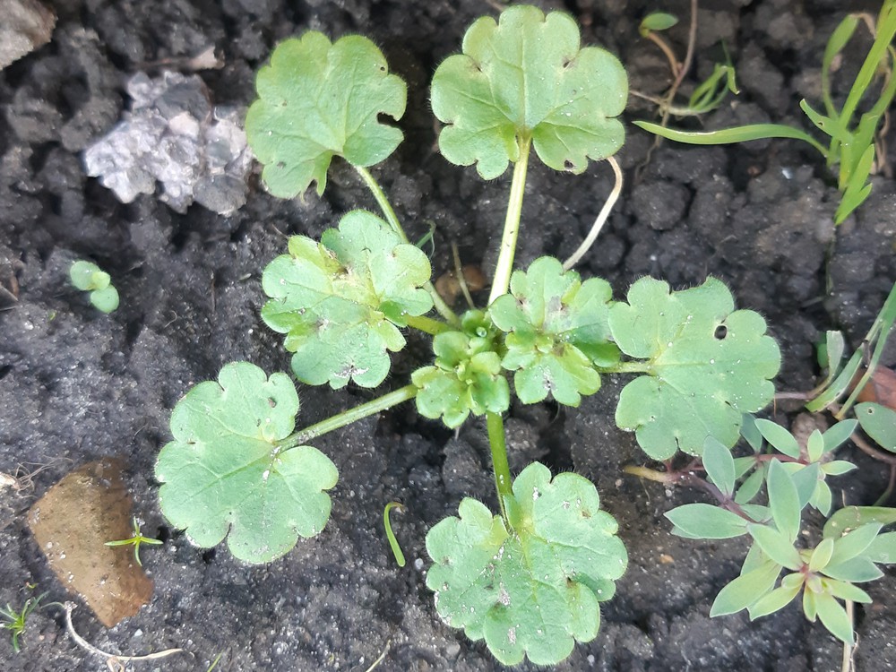 Ranunculus parviflorus (door Hinko Talsma)