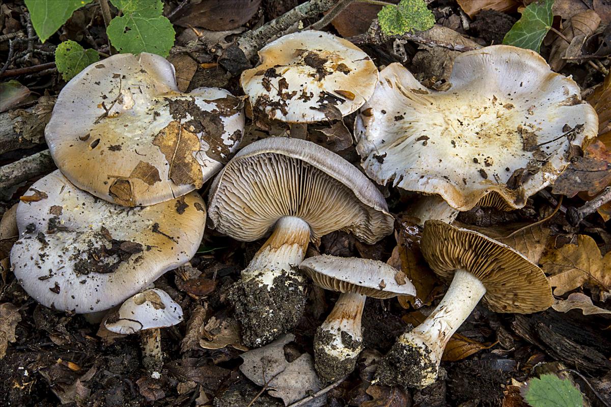 Cortinarius mairei (door Nico Dam)