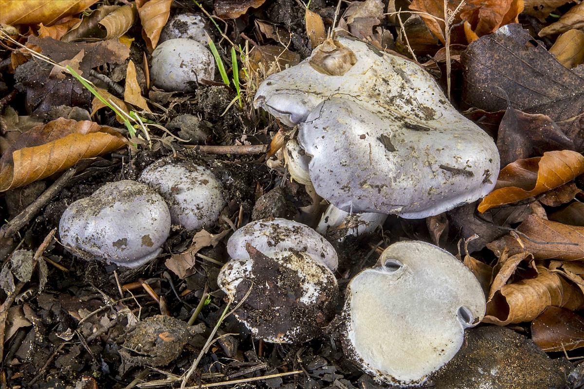 Cortinarius mairei (door Nico Dam)