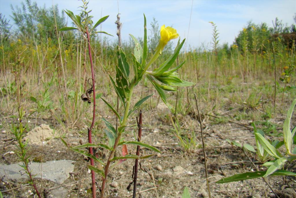 Oenothera oakesiana (door Joop Verburg)