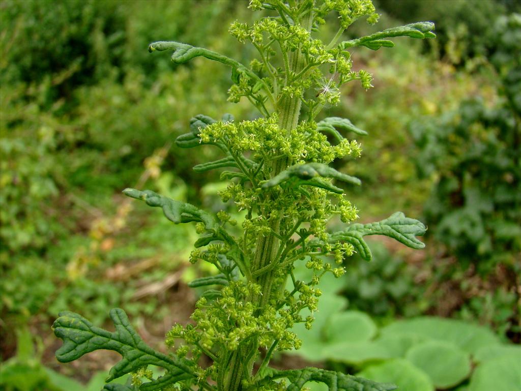 Dysphania schraderiana (door Joop Verburg)