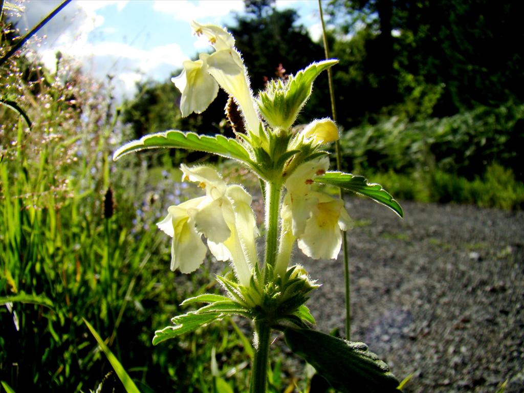 Galeopsis segetum (door Joop Verburg)