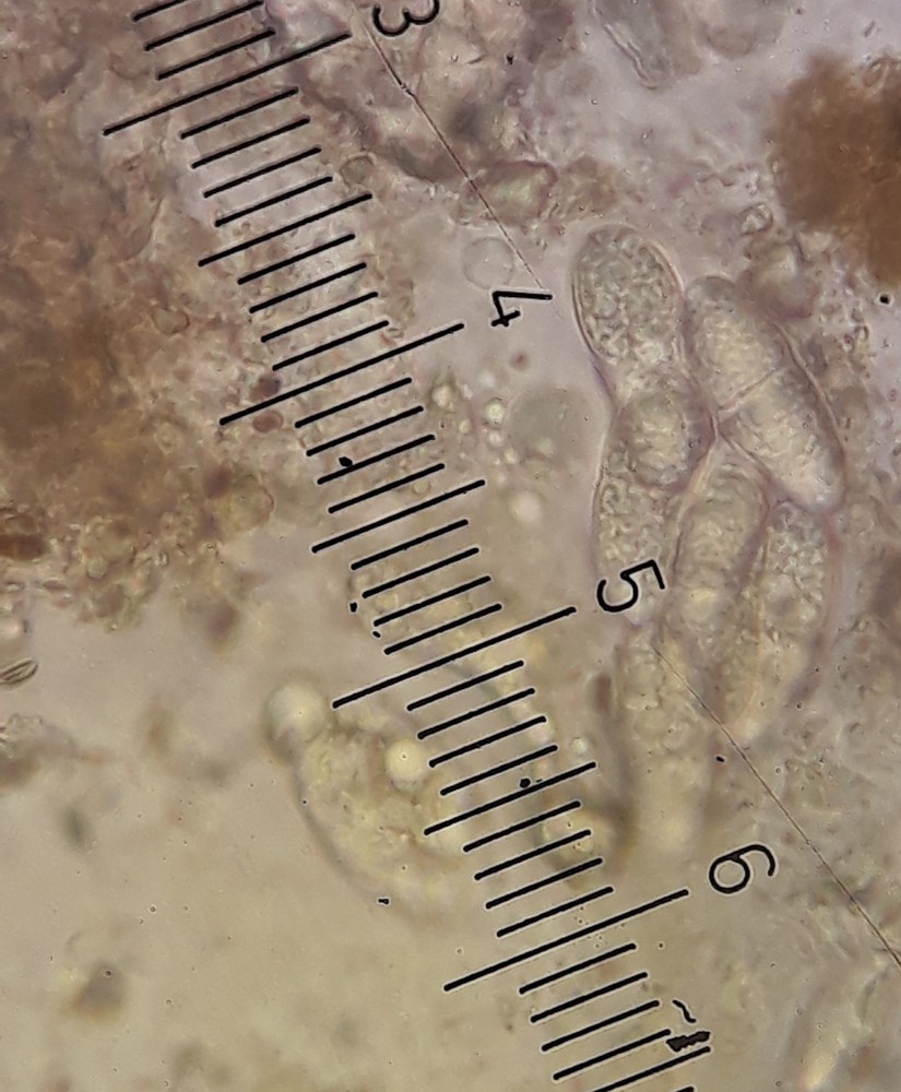 Thelidium minutulum (door Tom Schrier)