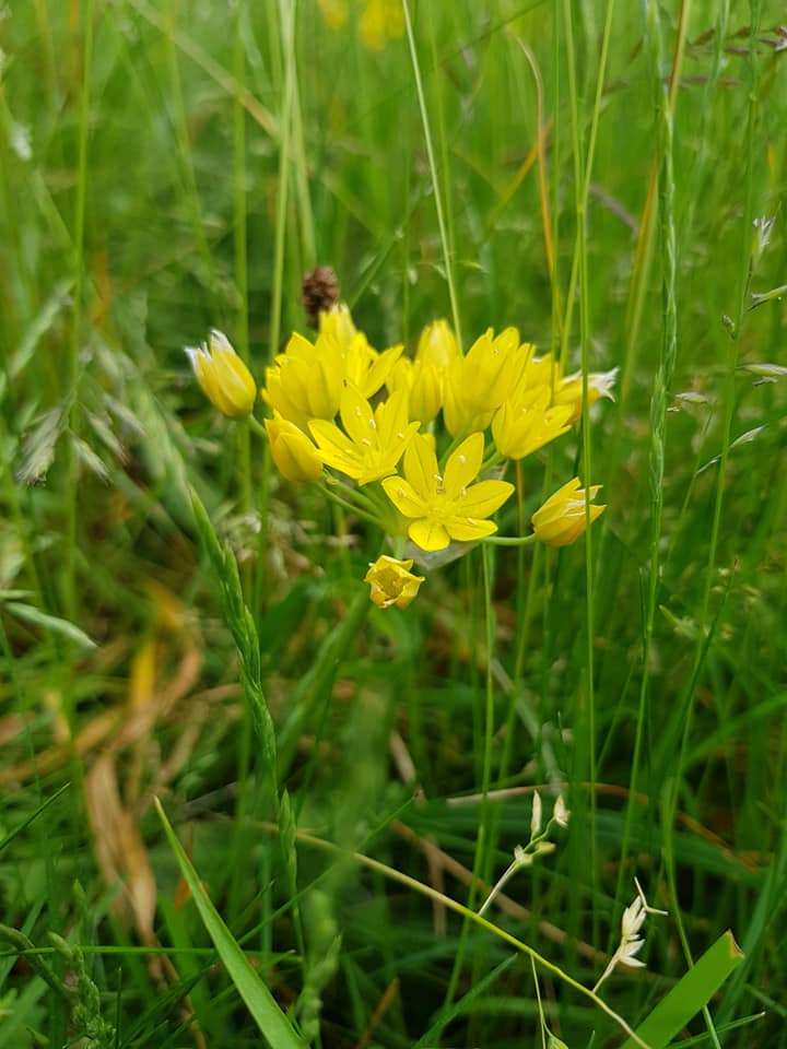 Allium moly (door Jannie Adema)