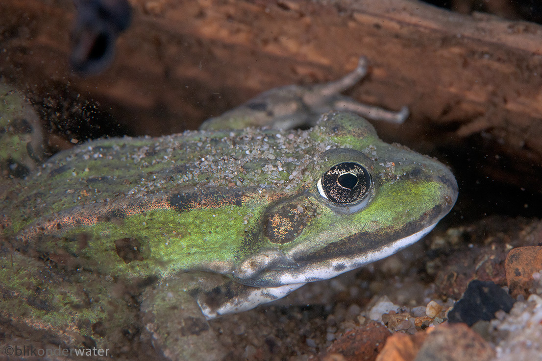 Pelophylax esculentus synklepton (door blikonderwater)