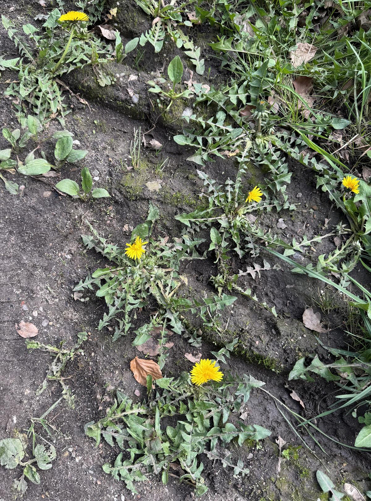 Taraxacum exacutum (door Jelle J. Hofstra)