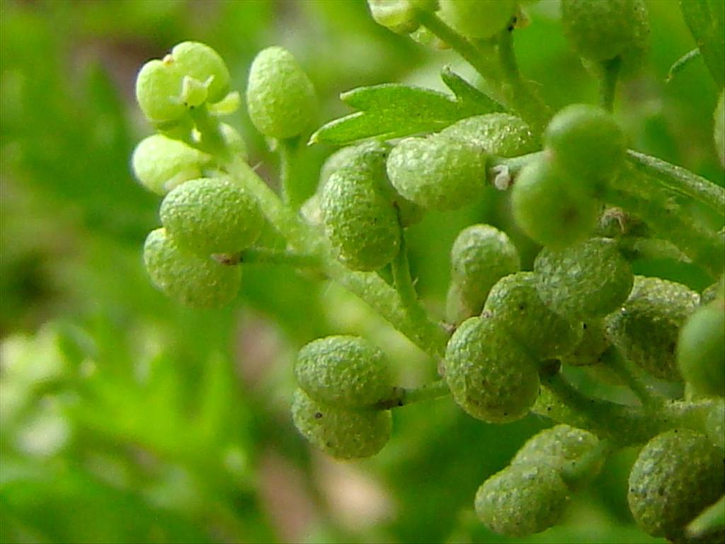 Lepidium didymum (door Joop Verburg)