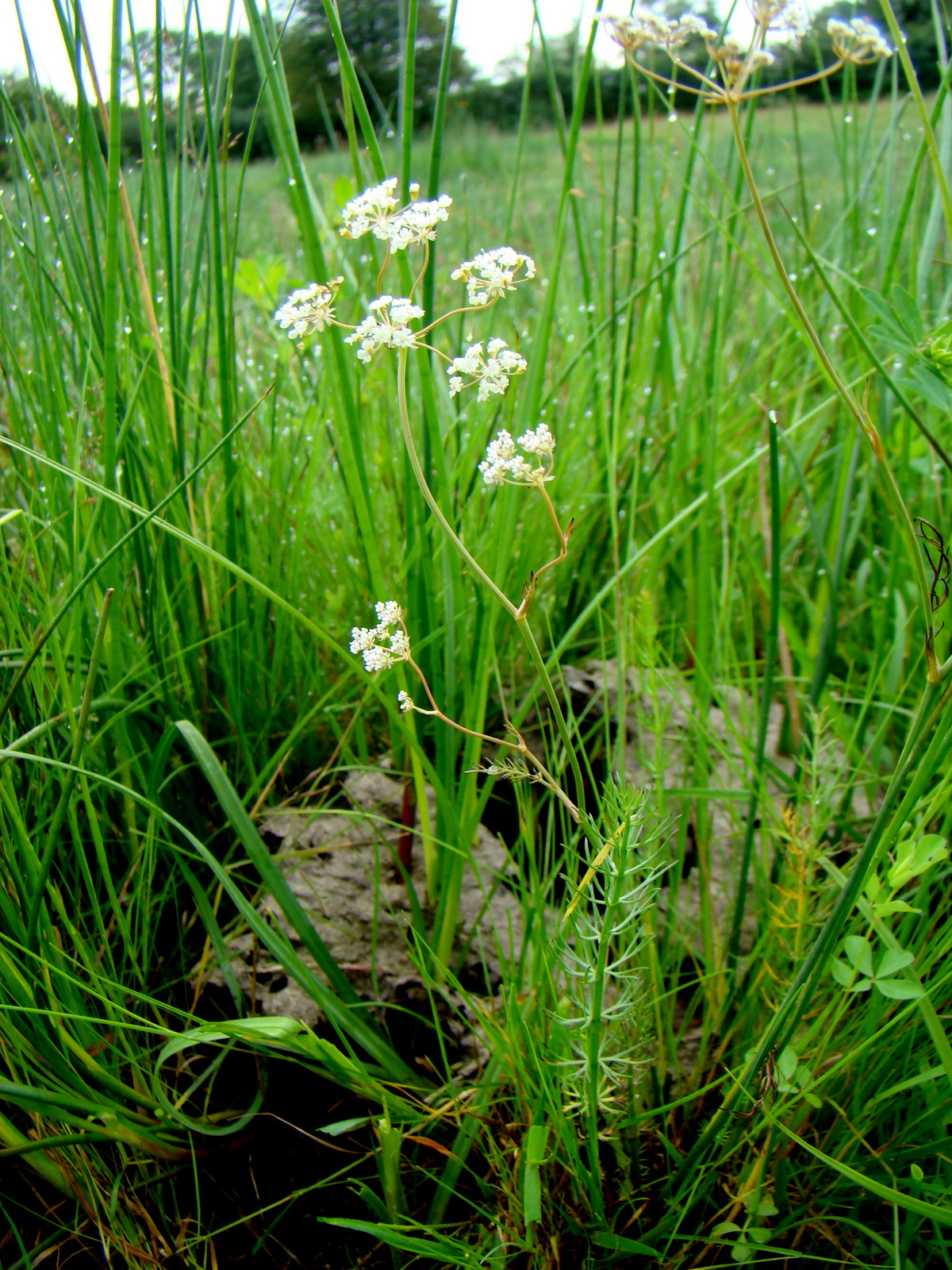 Trocdaris verticillatum (door Joop Verburg)