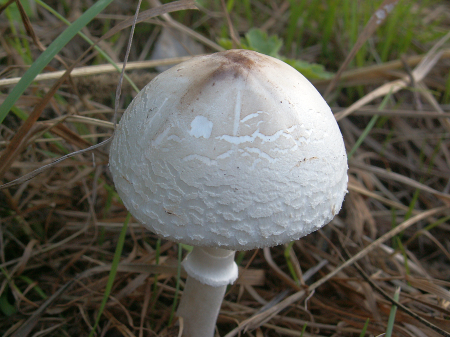 Macrolepiota excoriata (door Paul Coene)