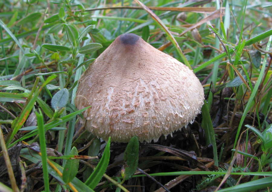 Macrolepiota mastoidea (door Paul Coene)