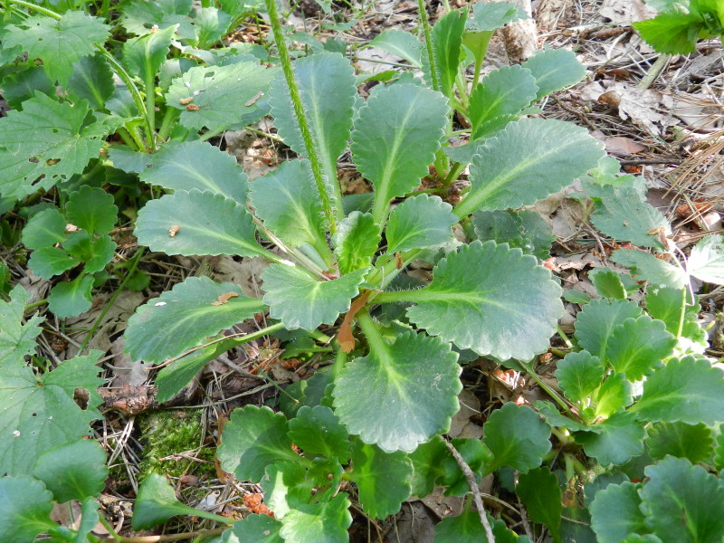 Saxifraga x geum (door Rutger Barendse)