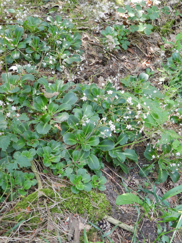 Saxifraga x geum (door Rutger Barendse)