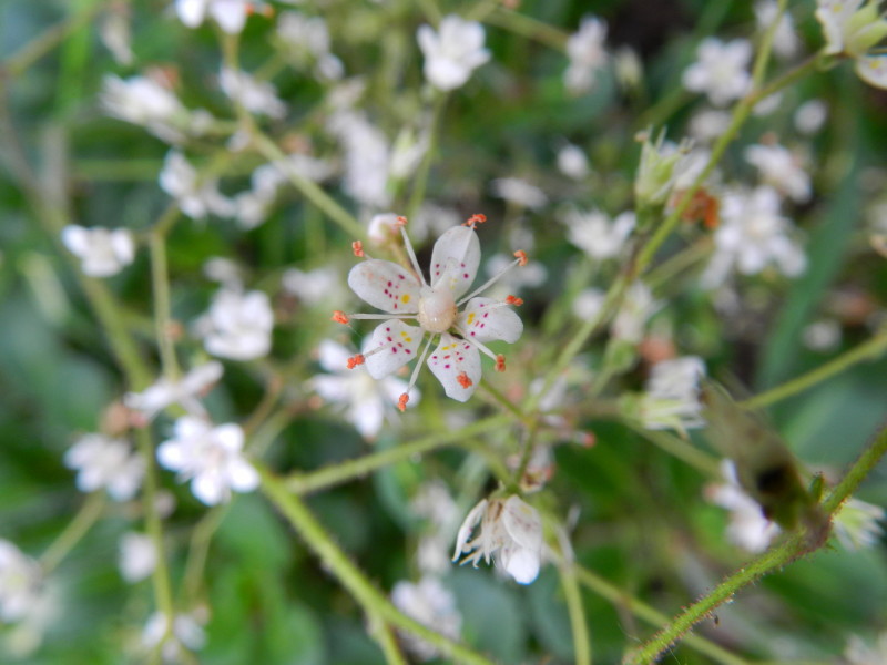 Saxifraga x geum (door Rutger Barendse)