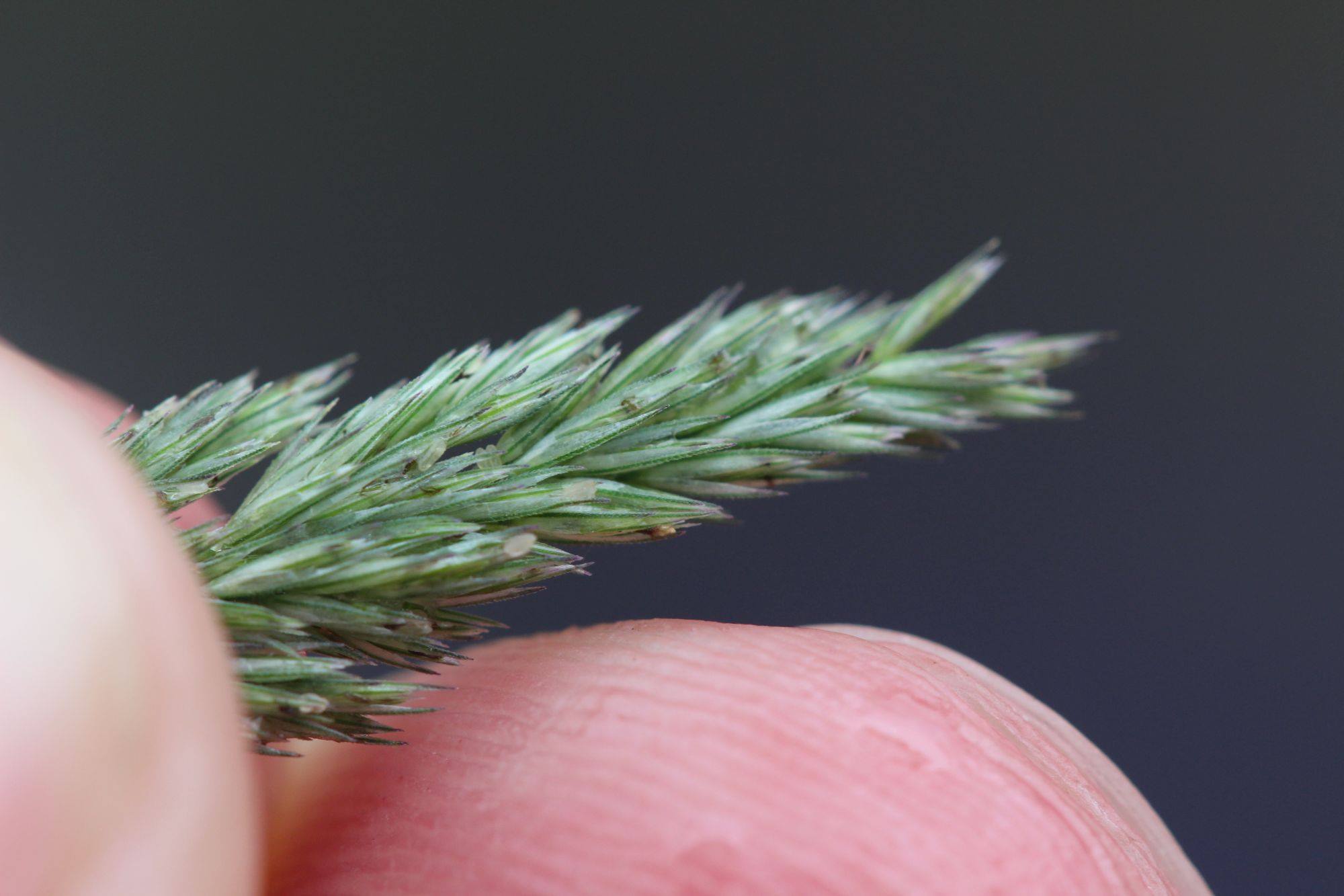 Muhlenbergia mexicana (door Niels Eimers)