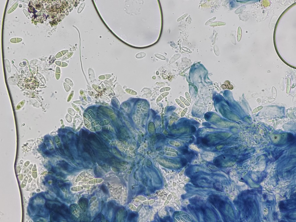 Lecania cyrtella (door Lukas Verboom)