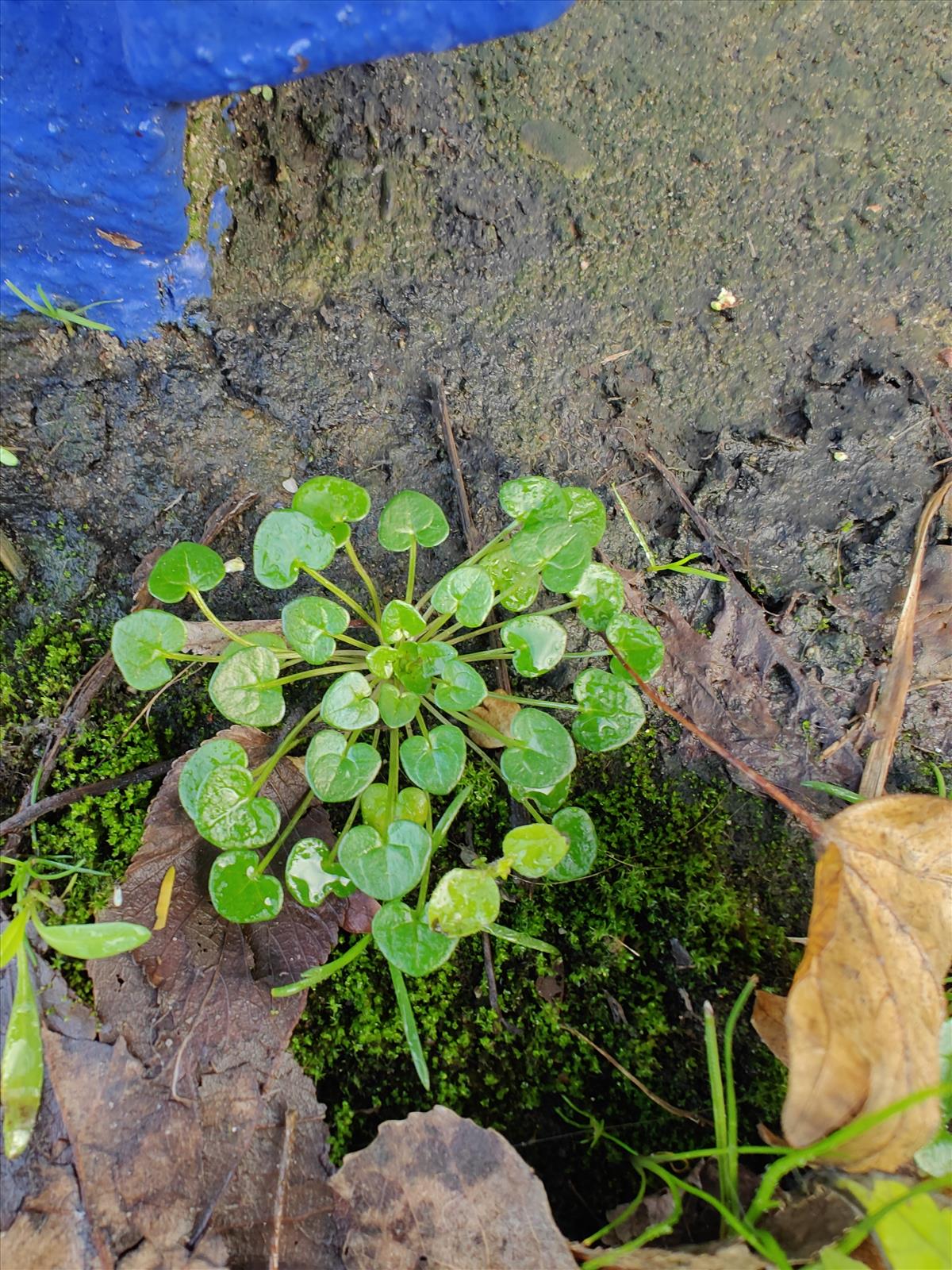 Cochlearia danica (door Annemarie Bosch)