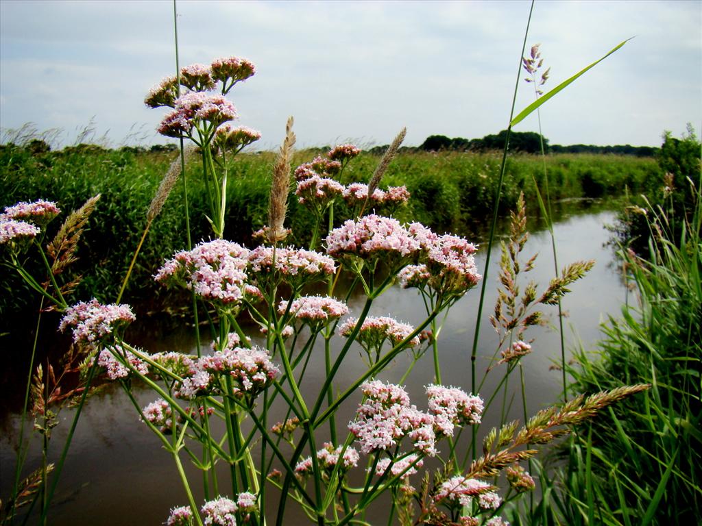 Valeriana officinalis (door Joop Verburg)