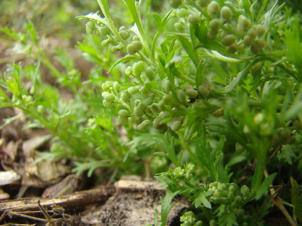 Lepidium didymum (door Joop Verburg)