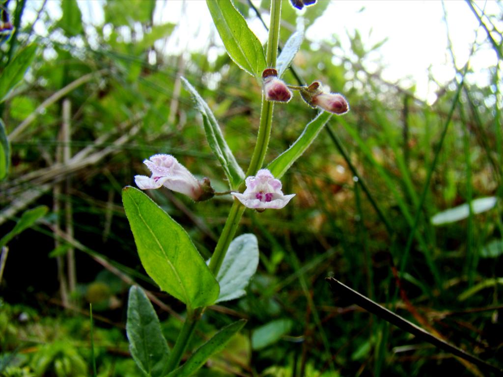 Scutellaria minor (door Joop Verburg)