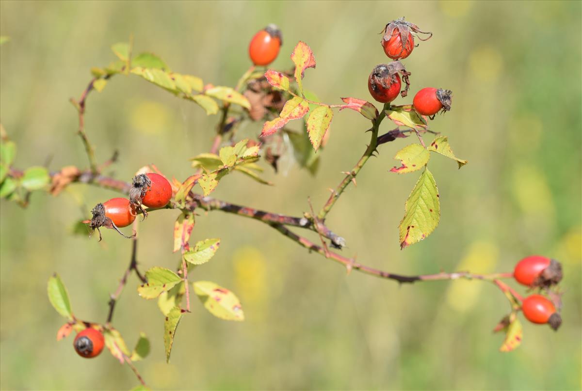 Rosa corymbifera x tomentella (door Jan Klinckenberg)
