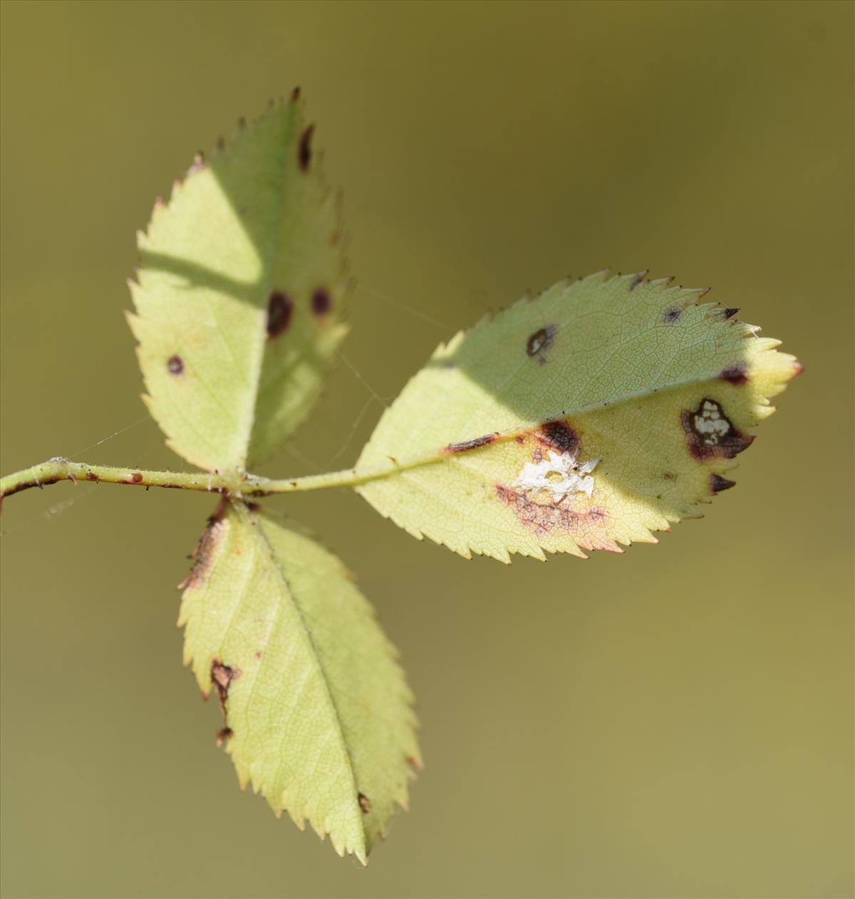 Rosa corymbifera x tomentella (door Jan Klinckenberg)