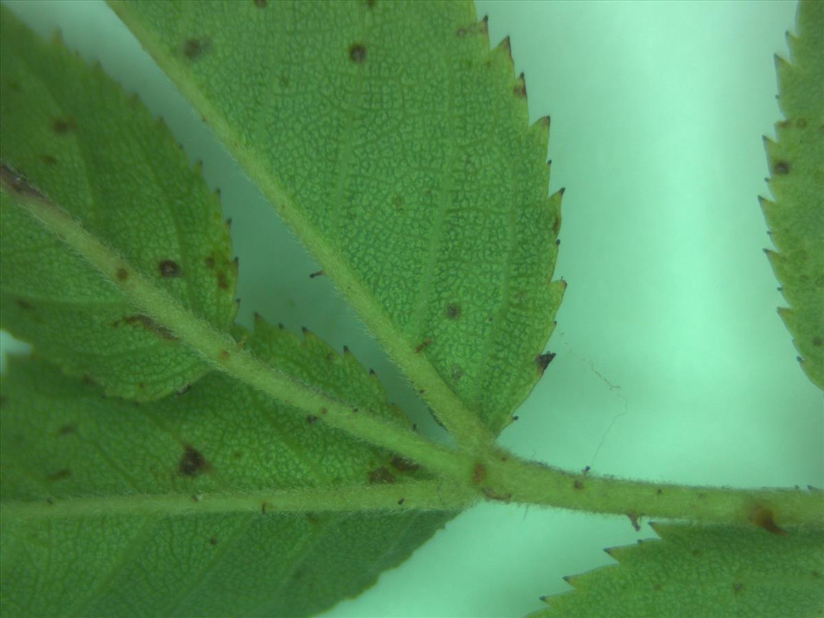 Rosa corymbifera x tomentella (door Jan Klinckenberg)