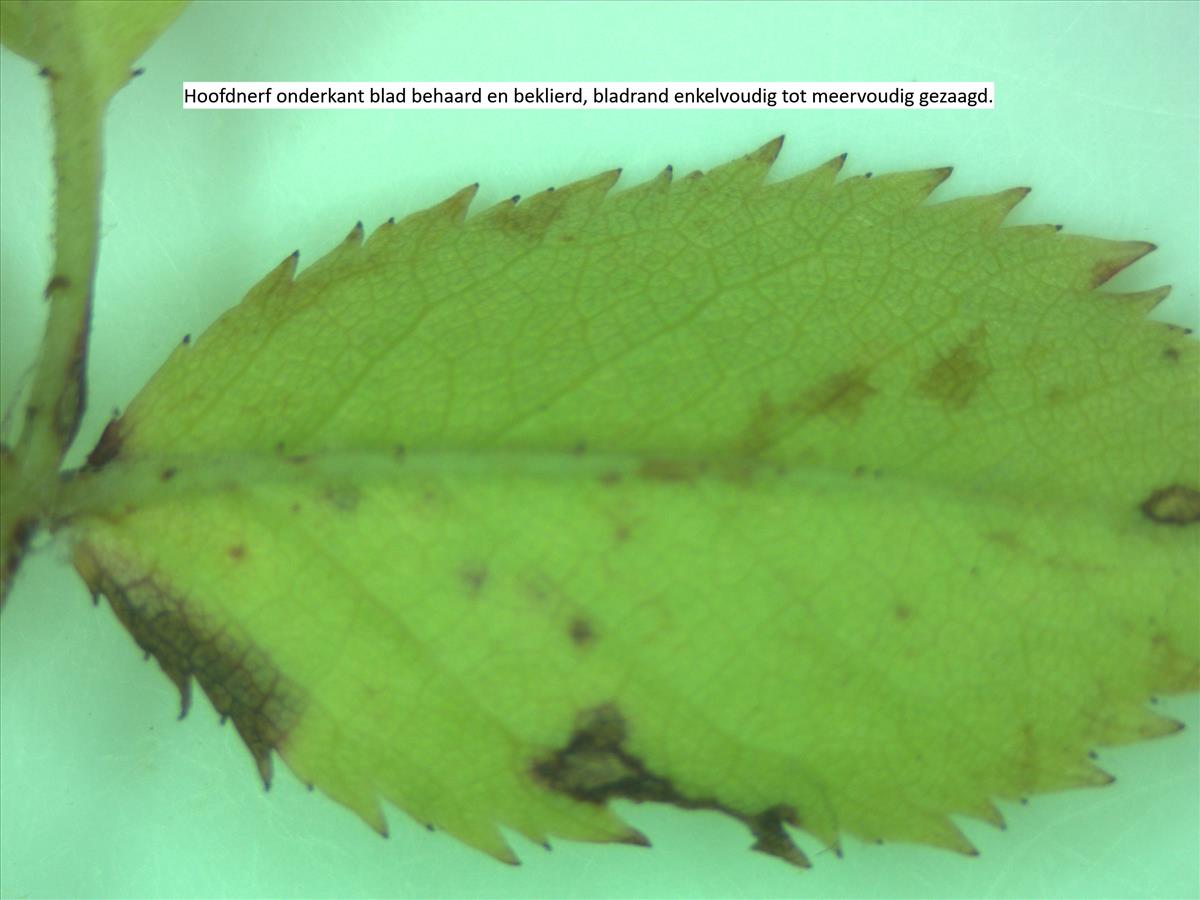 Rosa corymbifera x tomentella (door Jan Klinckenberg)