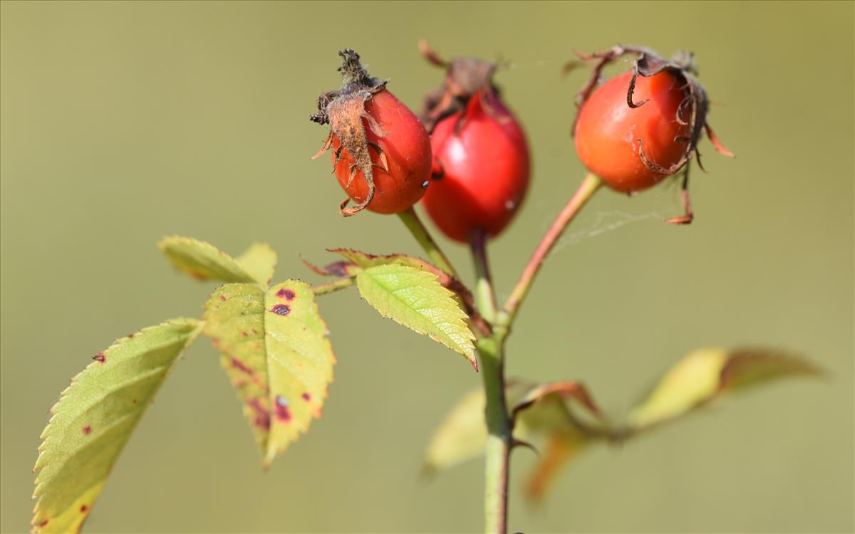 Rosa corymbifera x tomentella (door Jan Klinckenberg)