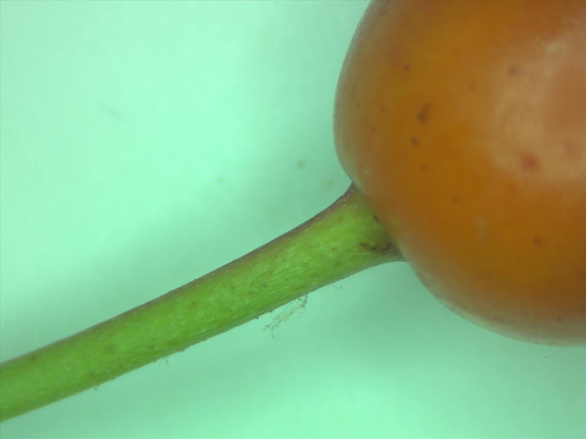 Rosa corymbifera x tomentella (door Jan Klinckenberg)