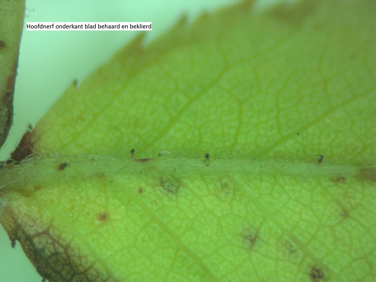 Rosa corymbifera x tomentella (door Jan Klinckenberg)