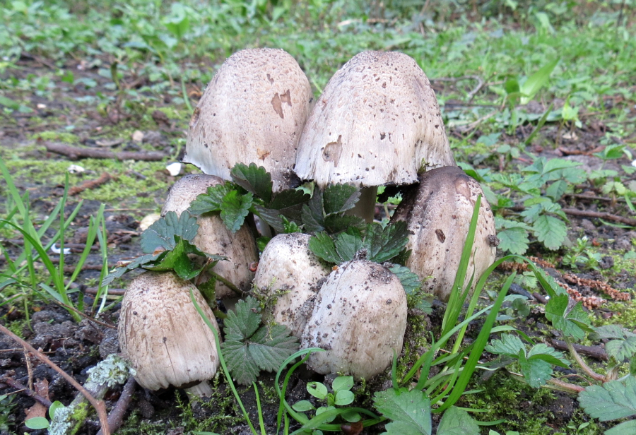 Coprinopsis romagnesiana (door Paul Coene)