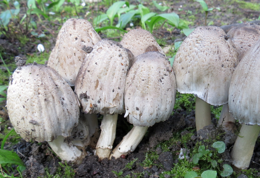 Coprinopsis romagnesiana (door Paul Coene)