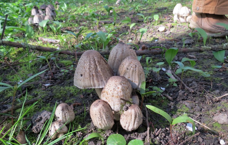 Coprinopsis romagnesiana (door Paul Coene)