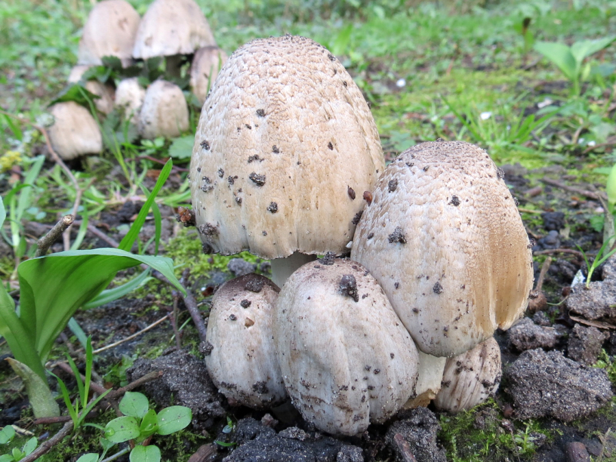 Coprinopsis romagnesiana (door Paul Coene)