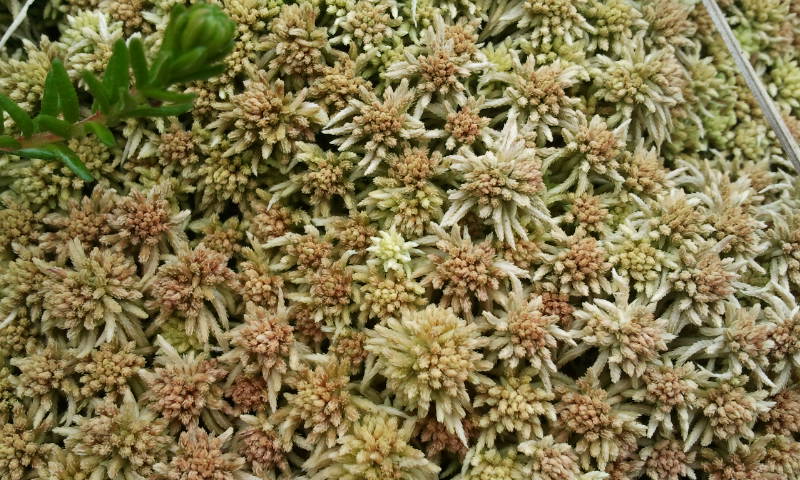 Sphagnum rubellum (door Menno van den Bos)