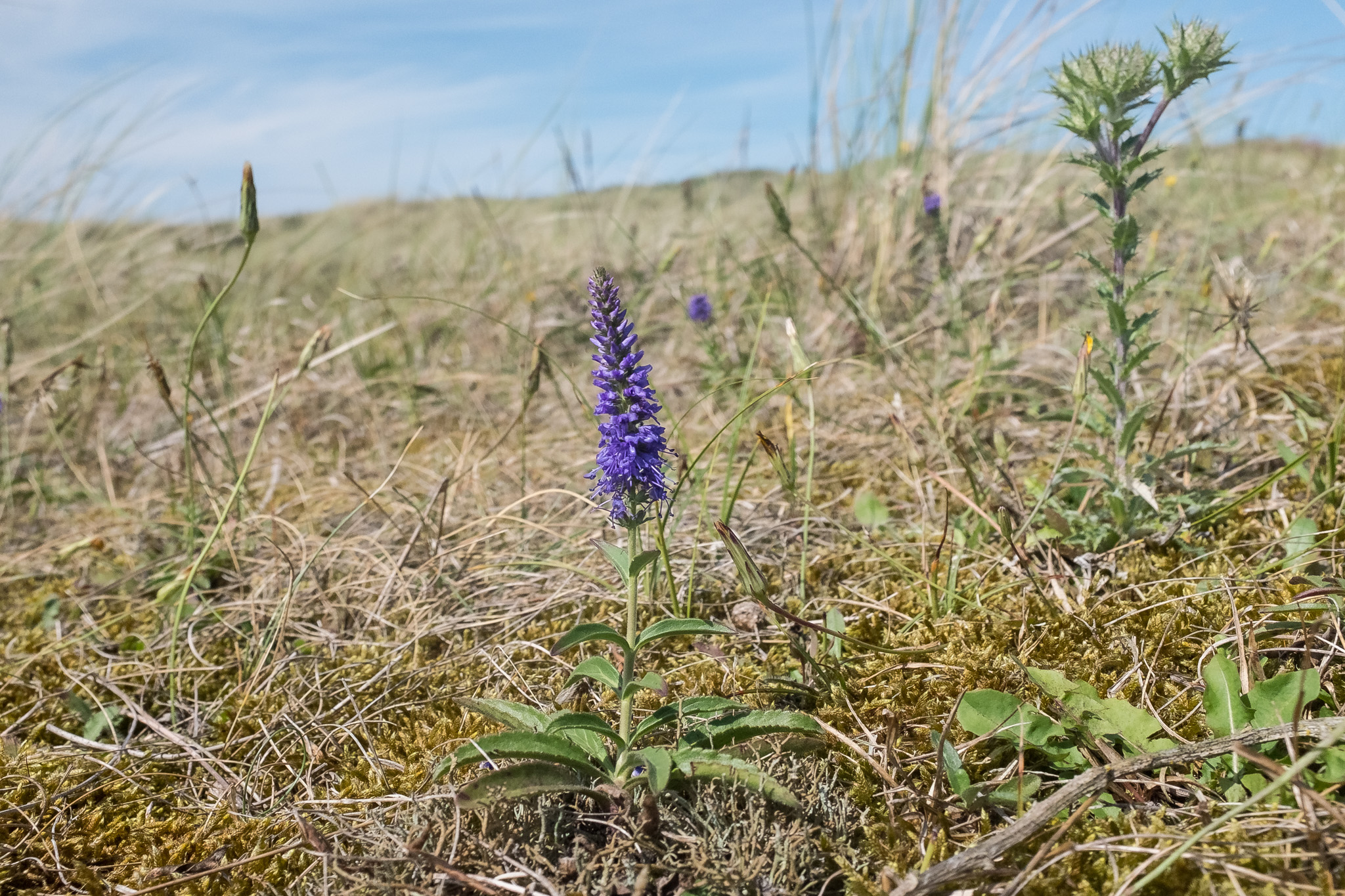 Veronica spicata (door Rense Haveman)