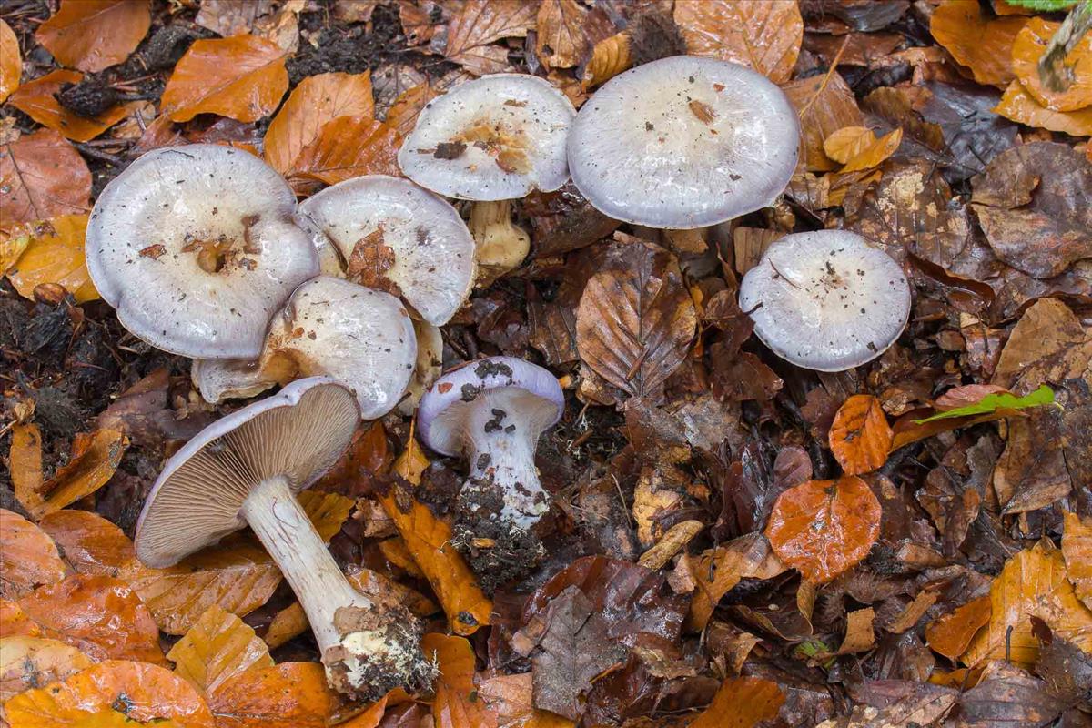 Cortinarius terpsichores (door Martin Gotink)