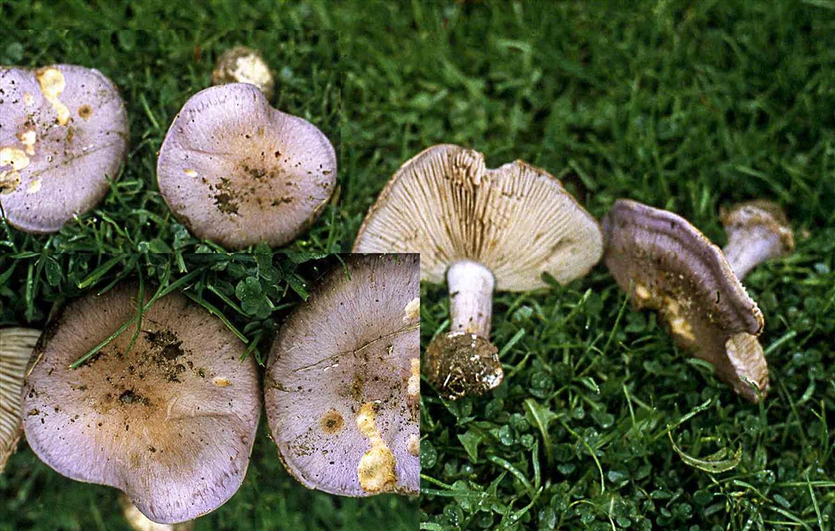 Cortinarius terpsichores (door Nico Dam)
