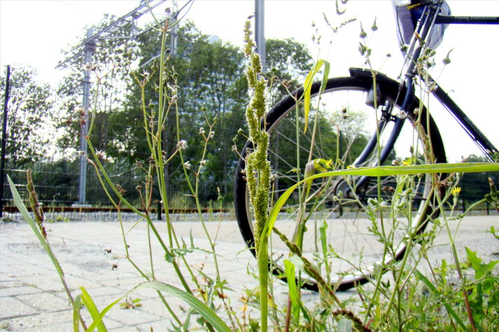 Echinochloa muricata (door Joop Verburg)